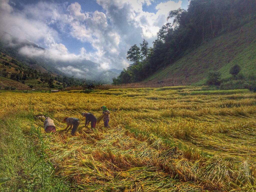 Ban Mae Pan Noi Kowitfarmstay מראה חיצוני תמונה