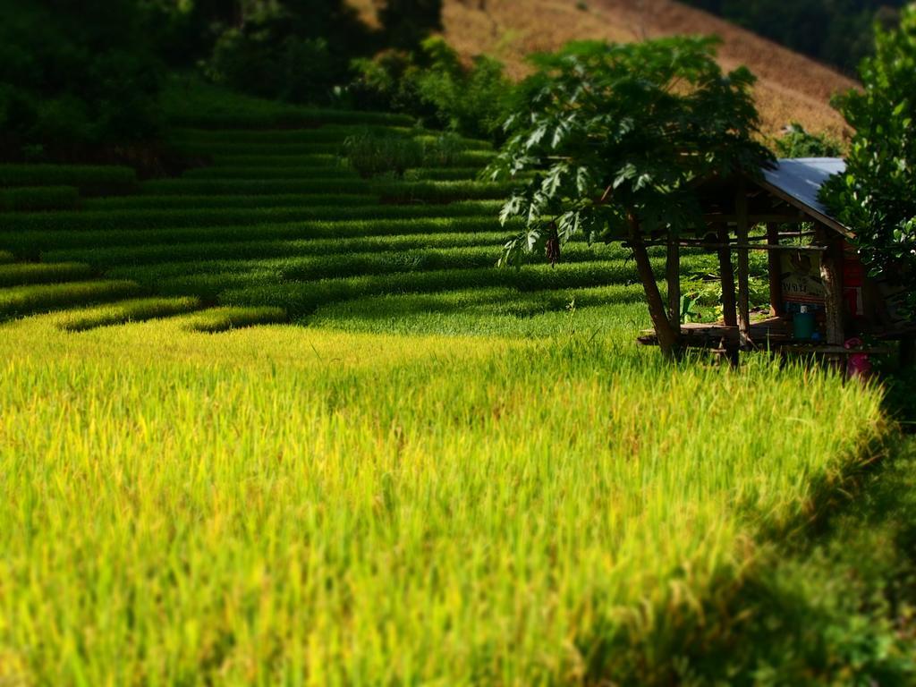 Ban Mae Pan Noi Kowitfarmstay מראה חיצוני תמונה
