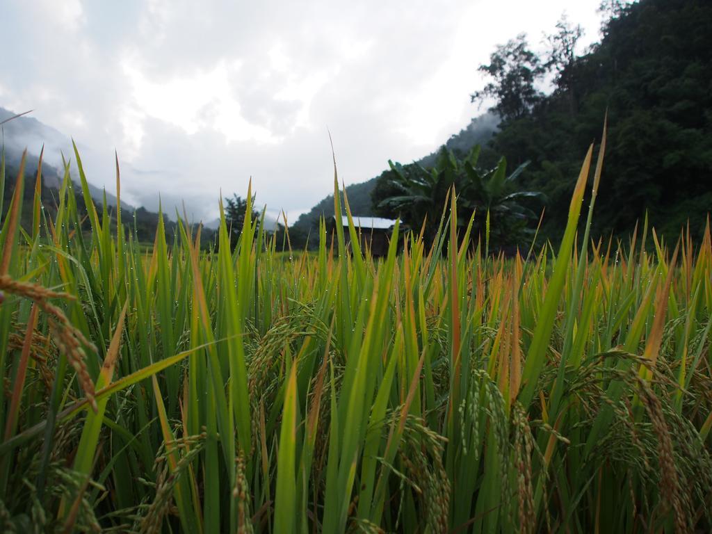 Ban Mae Pan Noi Kowitfarmstay מראה חיצוני תמונה