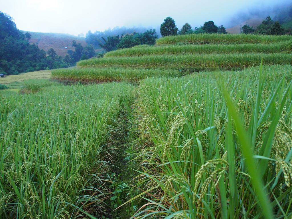 Ban Mae Pan Noi Kowitfarmstay מראה חיצוני תמונה