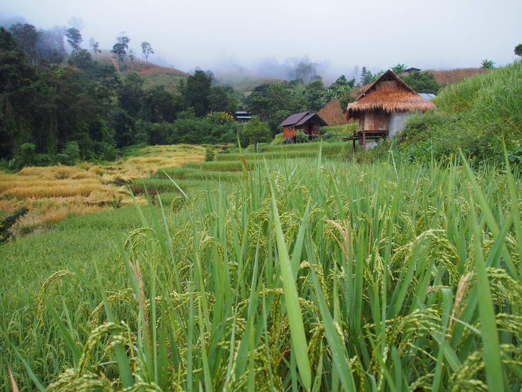 Ban Mae Pan Noi Kowitfarmstay מראה חיצוני תמונה