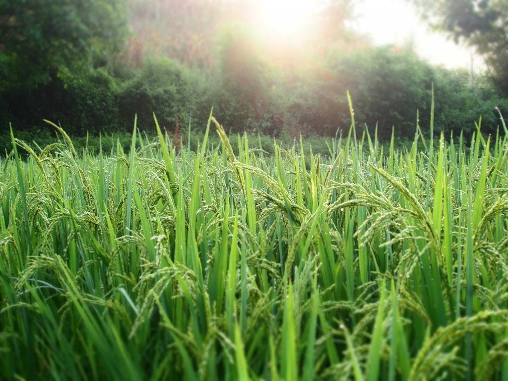 Ban Mae Pan Noi Kowitfarmstay מראה חיצוני תמונה