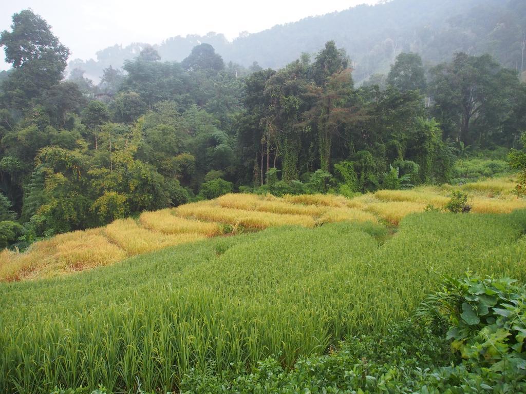 Ban Mae Pan Noi Kowitfarmstay מראה חיצוני תמונה