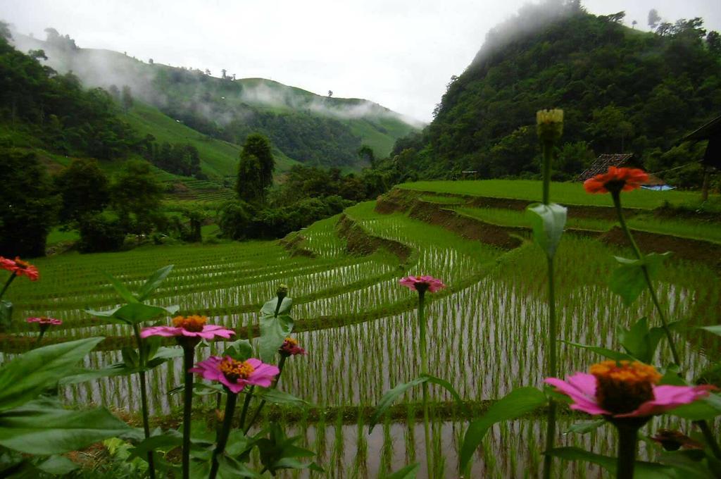Ban Mae Pan Noi Kowitfarmstay מראה חיצוני תמונה